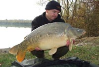 roy31lb mirror carp